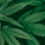 DOJ Issues Order to Reschedule Certain Marijuana Products to Schedule III Drugs